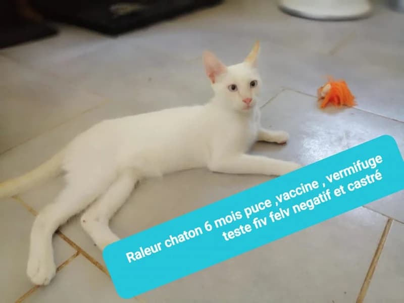 RALEUR, Mixed Breed for adoption at Les Petites Patounes