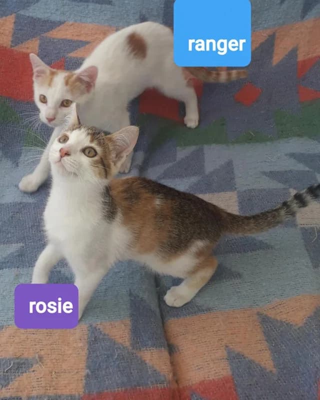 RANGER, Mixed Breed for adoption at Les Petites Patounes