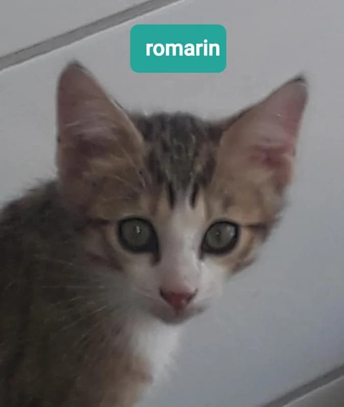 ROMARIN, Mixed Breed for adoption at Les Petites Patounes
