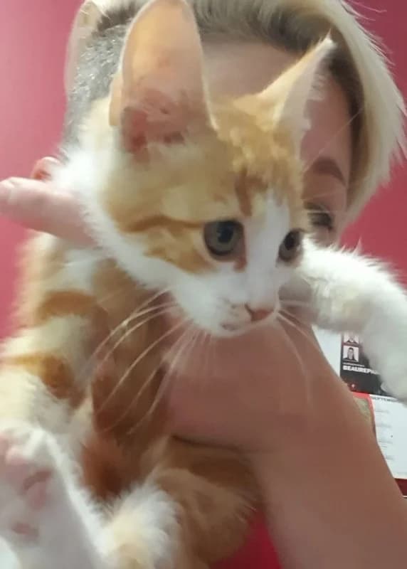 DUMPY, Mixed Breed for adoption at Les Petites Patounes