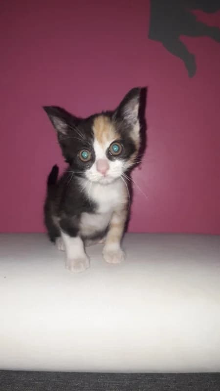 Raclette, Mixed Breed for adoption at Les Petites Patounes