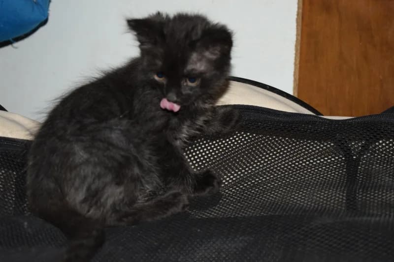 REGLISSE à réserver (19/09) en FA 26210, Mixed Breed for adoption at Les Petites Patounes