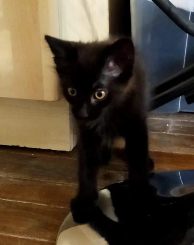 MURPHY, Mixed Breed for adoption at Les Petites Patounes