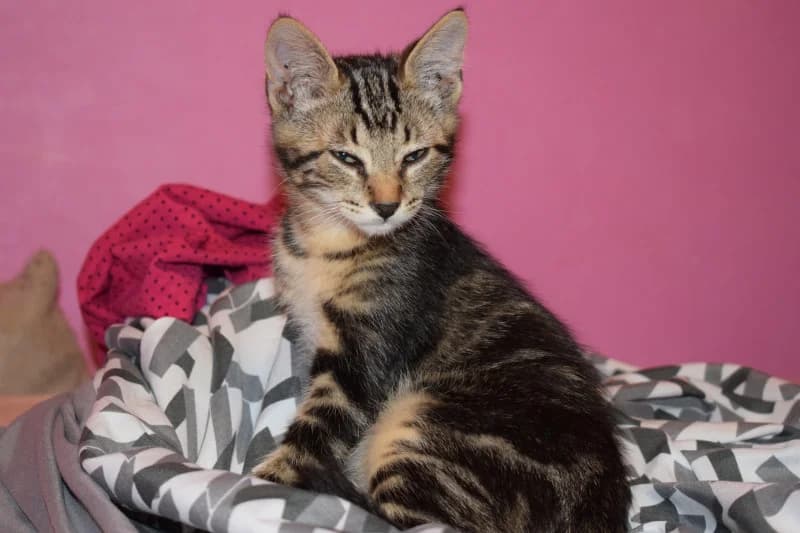 RUBEN, Mixed Breed for adoption at Les Petites Patounes