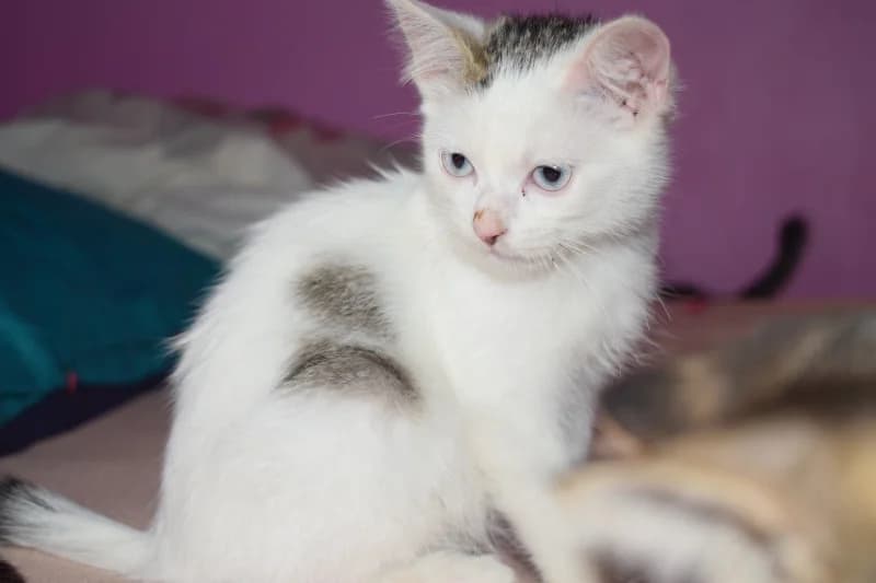 SUNSET, Mixed Breed for adoption at Les Petites Patounes