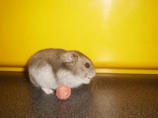 FIDJI, Mixed Breed for adoption at Les Petites Patounes