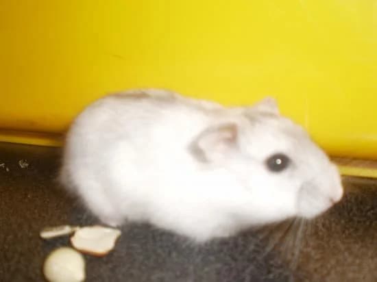 FRAMBOISE, Mixed Breed for adoption at Les Petites Patounes