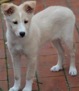 LALA, Mixed Breed for adoption at Les Petites Patounes