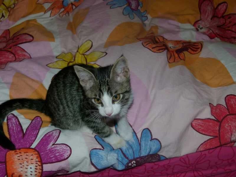 MOKA, Mixed Breed for adoption at Les Petites Patounes