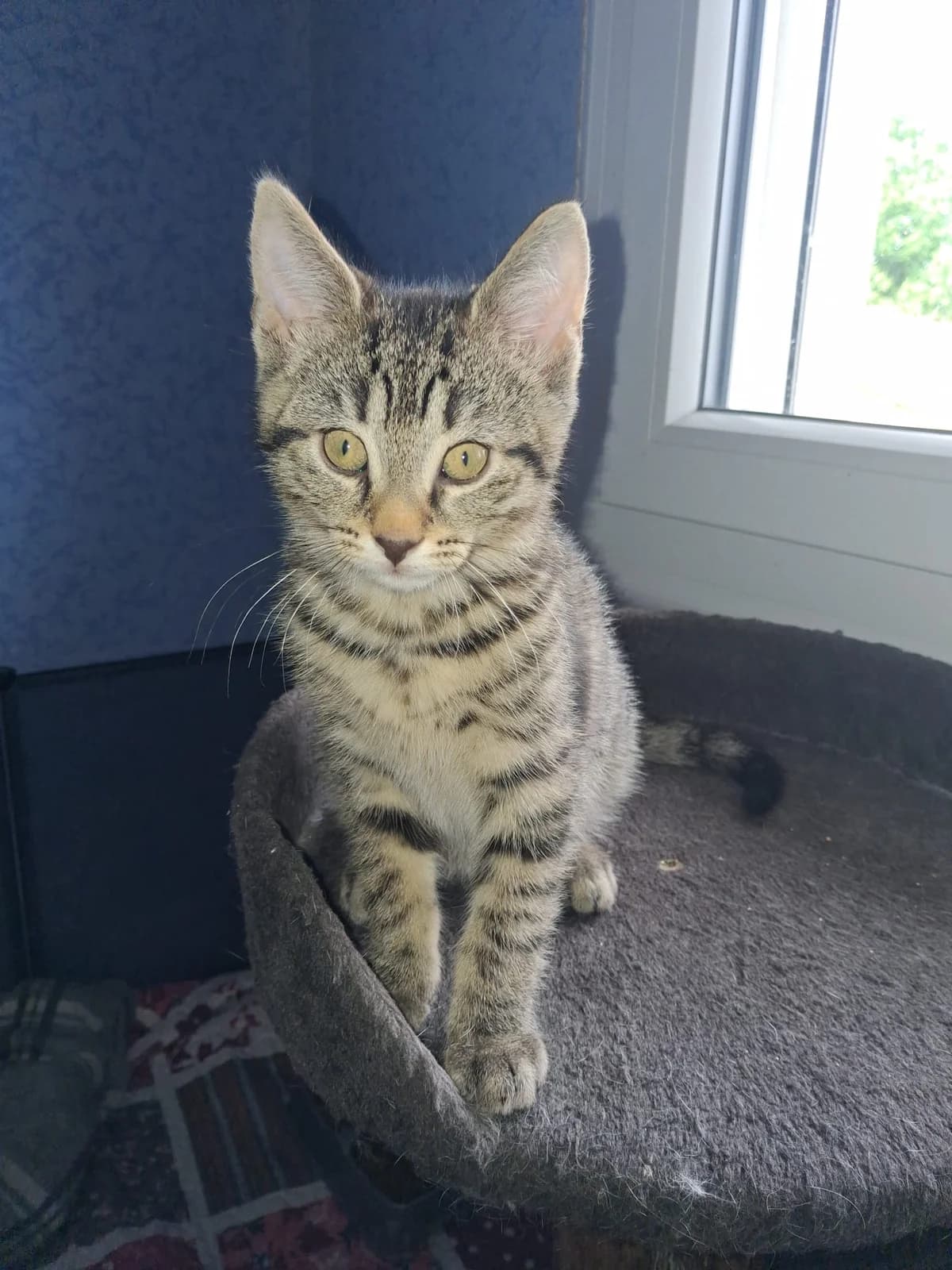 Bigflo, male Mixed Breed for adoption at Les Petits Compagnons D