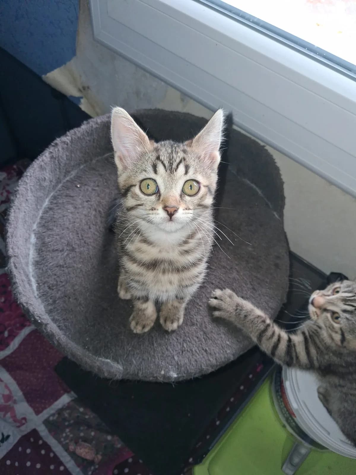 Billie, female Mixed Breed for adoption at Les Petits Compagnons D