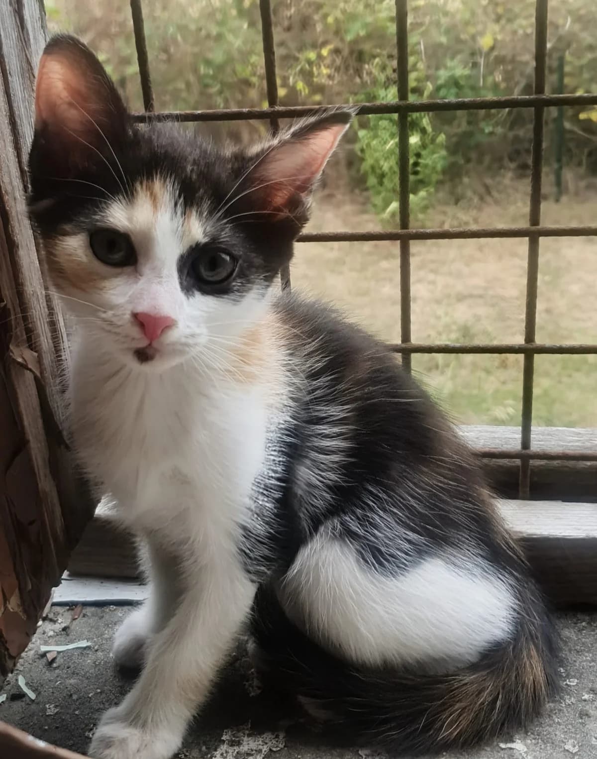 Biscotte, female Mixed Breed for adoption at Les Petits Compagnons D