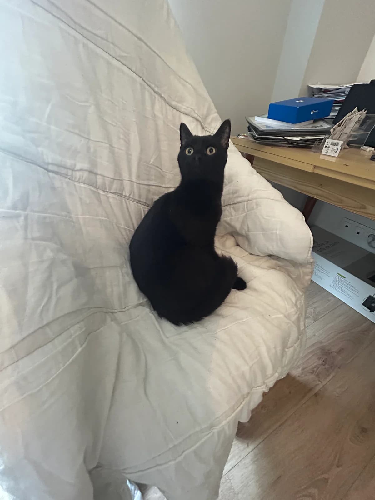 Koda, female 5yo Mixed Breed for adoption at Les Petits Compagnons D