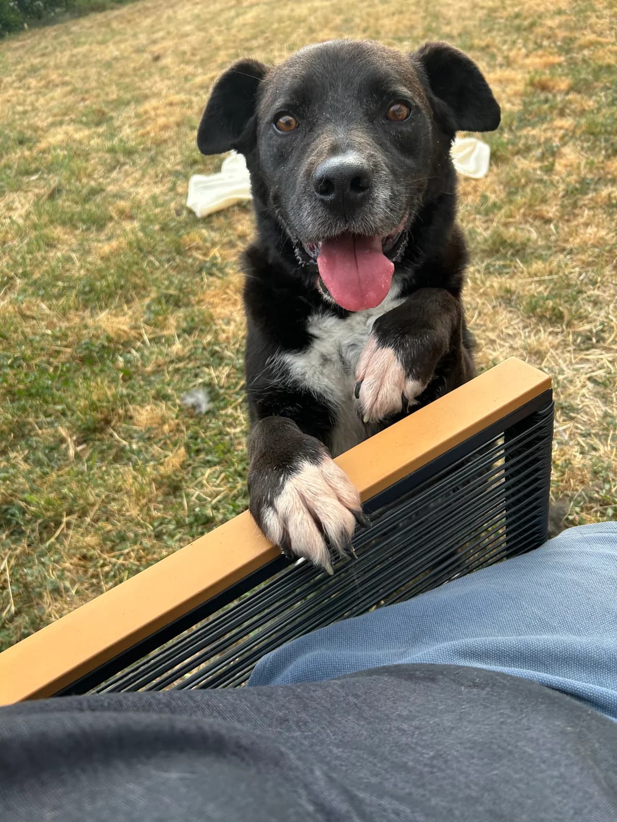 Marvel, male senior Mixed Breed for adoption at Les Petits Compagnons D