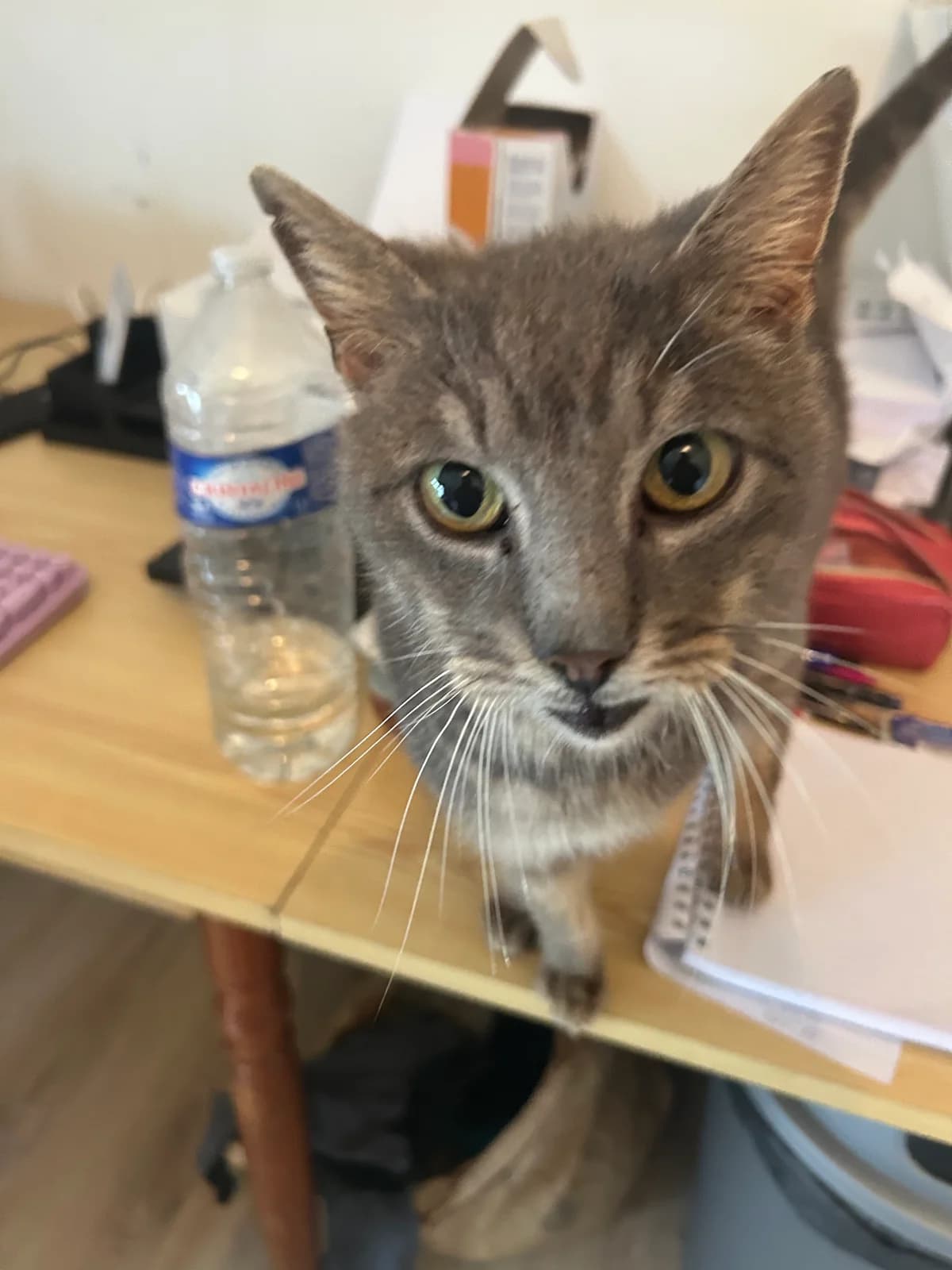 Oggy, male Mixed Breed for adoption at Les Petits Compagnons D