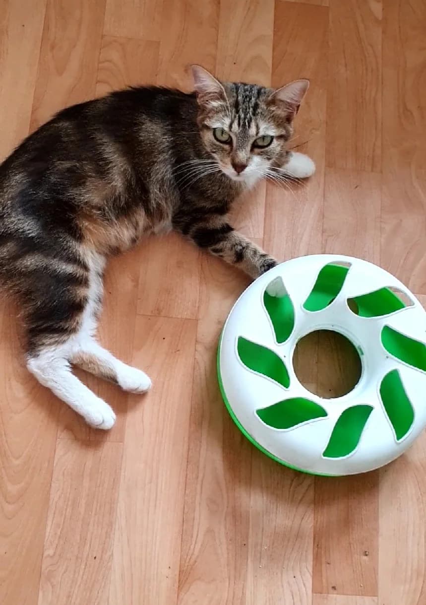 Tartine, female Mixed Breed for adoption at Les Petits Compagnons D