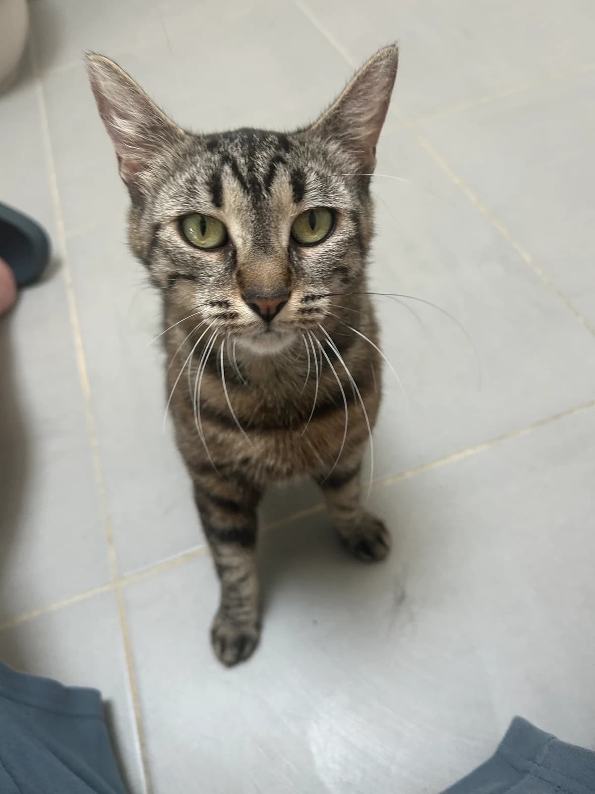 Vitaa, female Mixed Breed for adoption at Les Petits Compagnons D