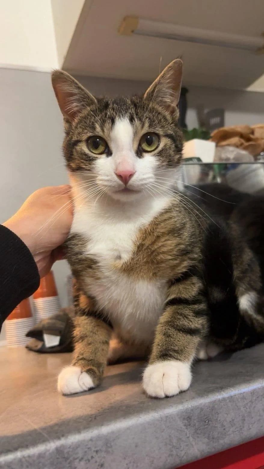 Aïko, male young Mixed Breed for adoption at Phoenix Asso 94
