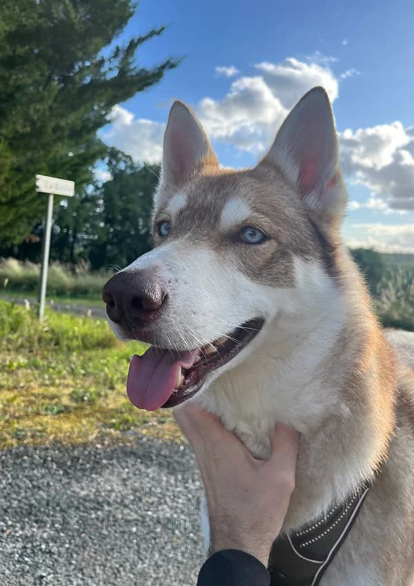 Laika, female Husky for adoption at Phoenix Association