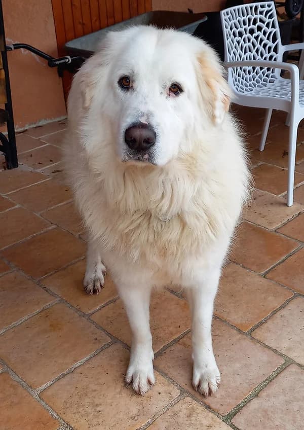 Raffy, male mixed breed for adoption at Phoenix Association