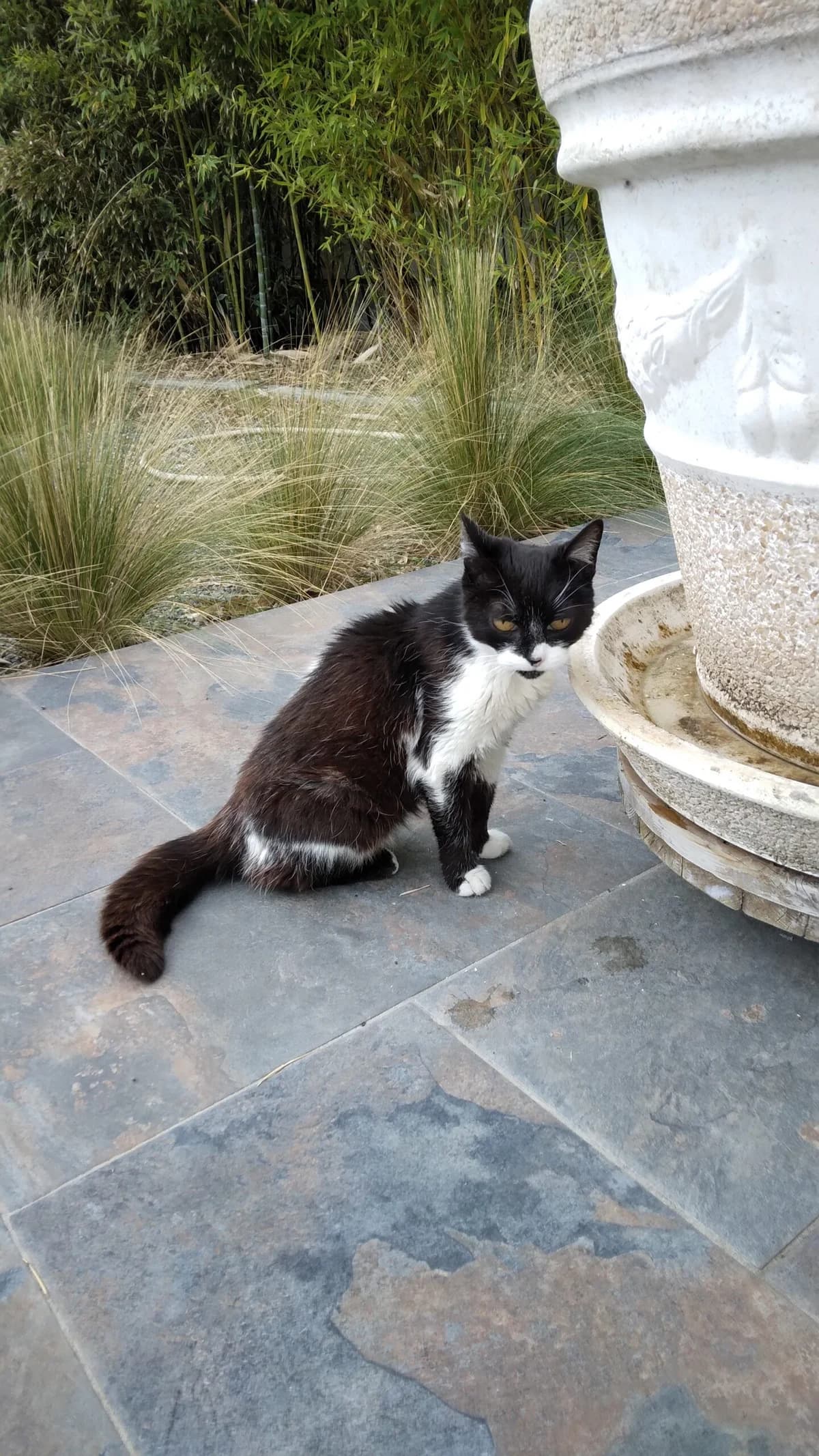 TAÏLA, female senior Mixed Breed for adoption at Planning Chat 17