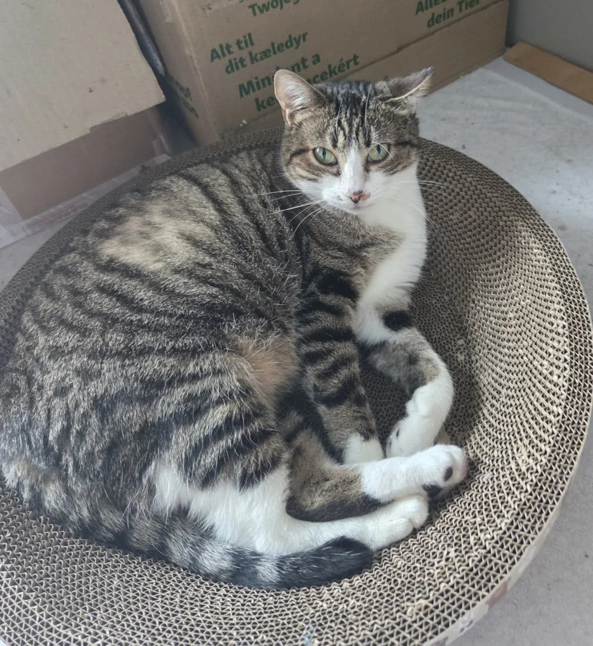 INDRA, female Mixed Breed for adoption at Planning Chat 17
