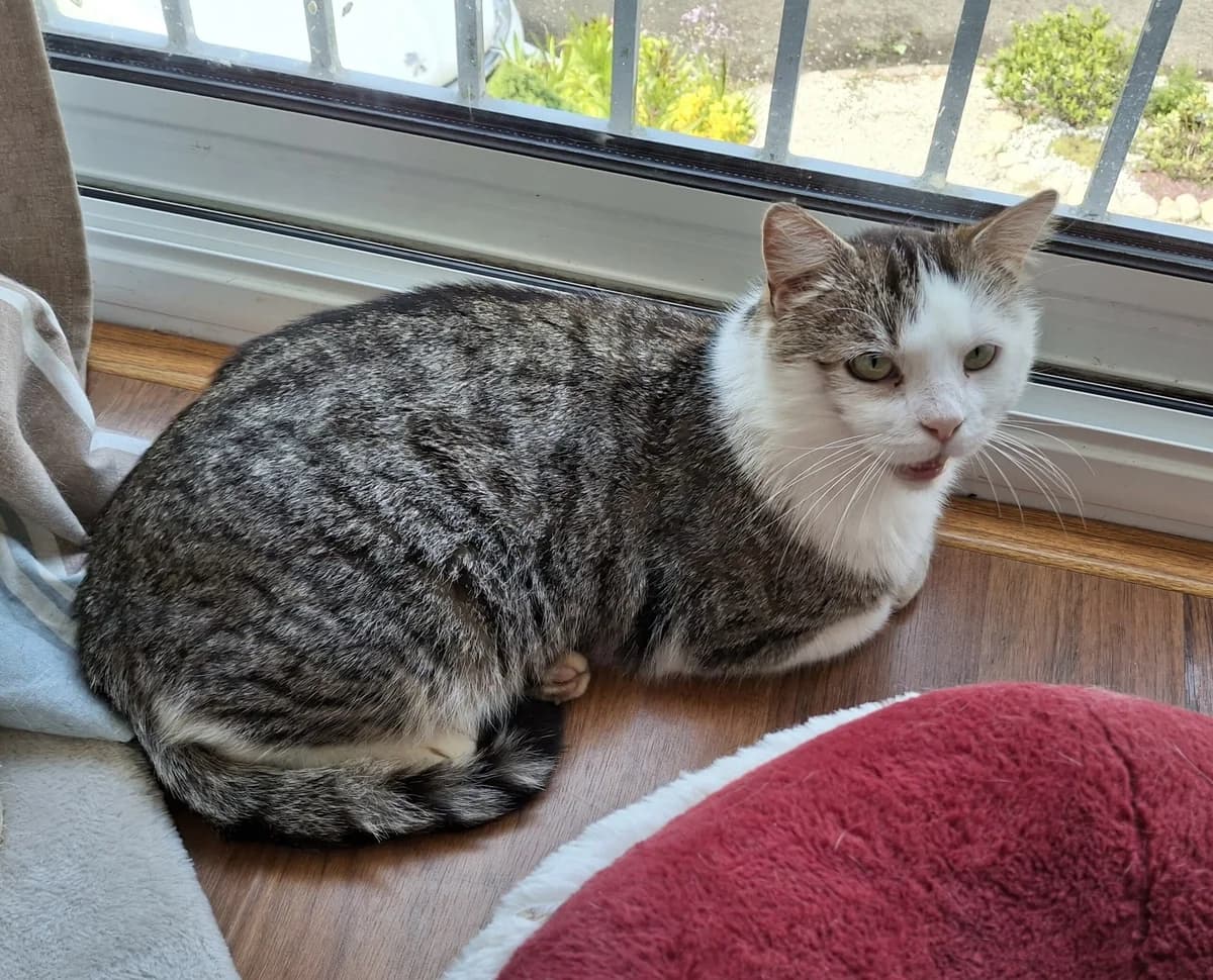 LEO, male Mixed Breed for adoption at Planning Chat 17