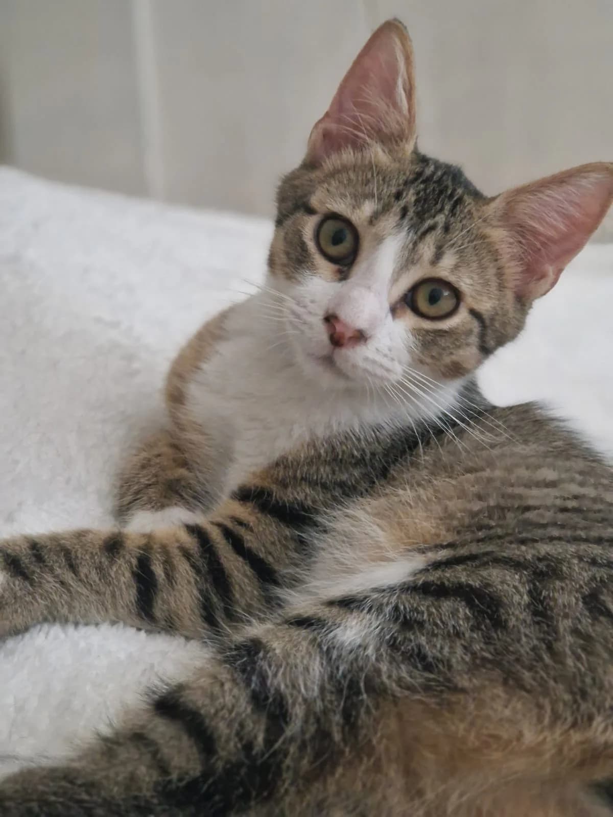 EVEREST dit TI'CHOU, male Mixed Breed for adoption at Planning Chat 17