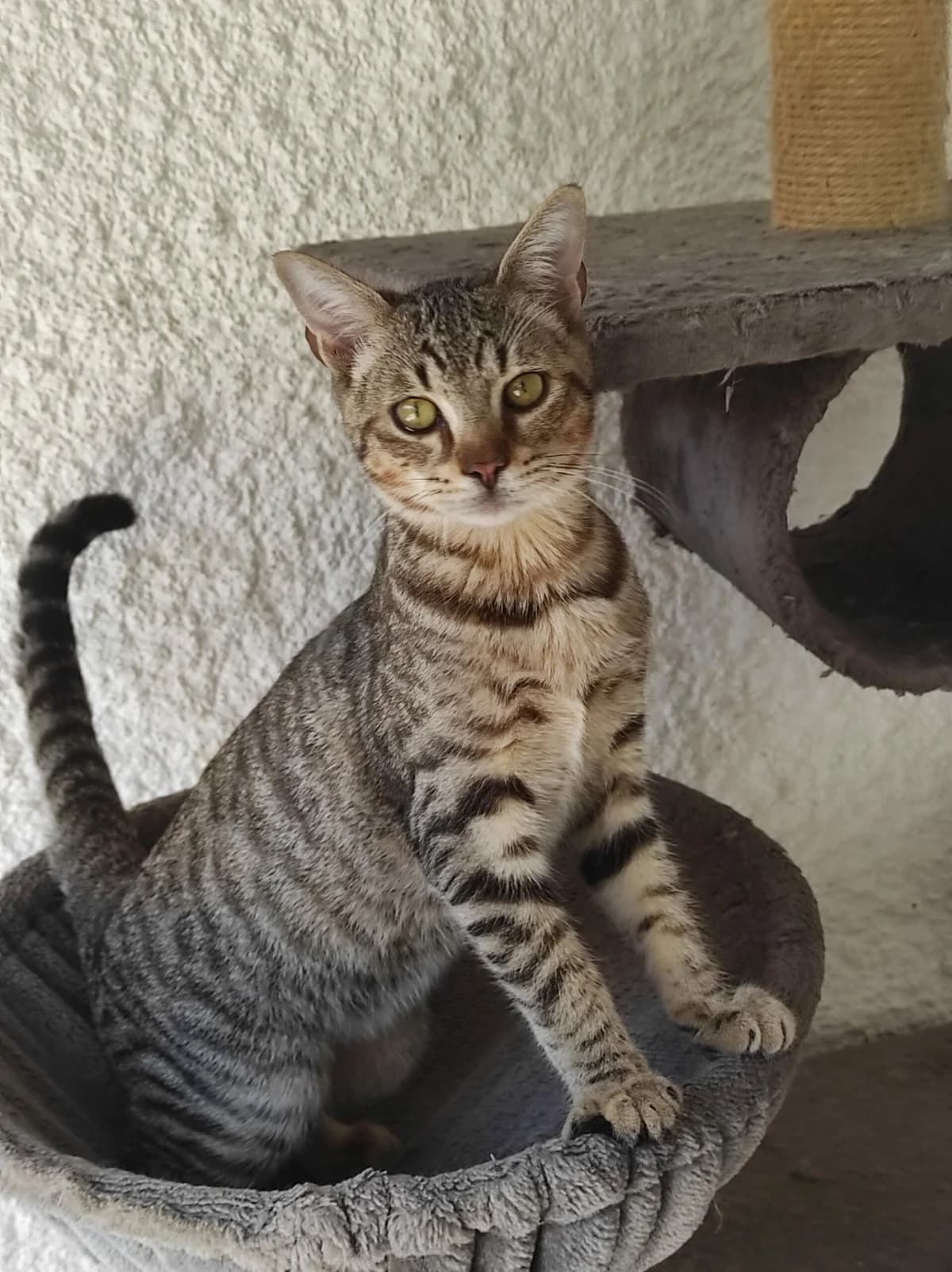 BLUEY, male Mixed Breed for adoption at Planning Chat 17