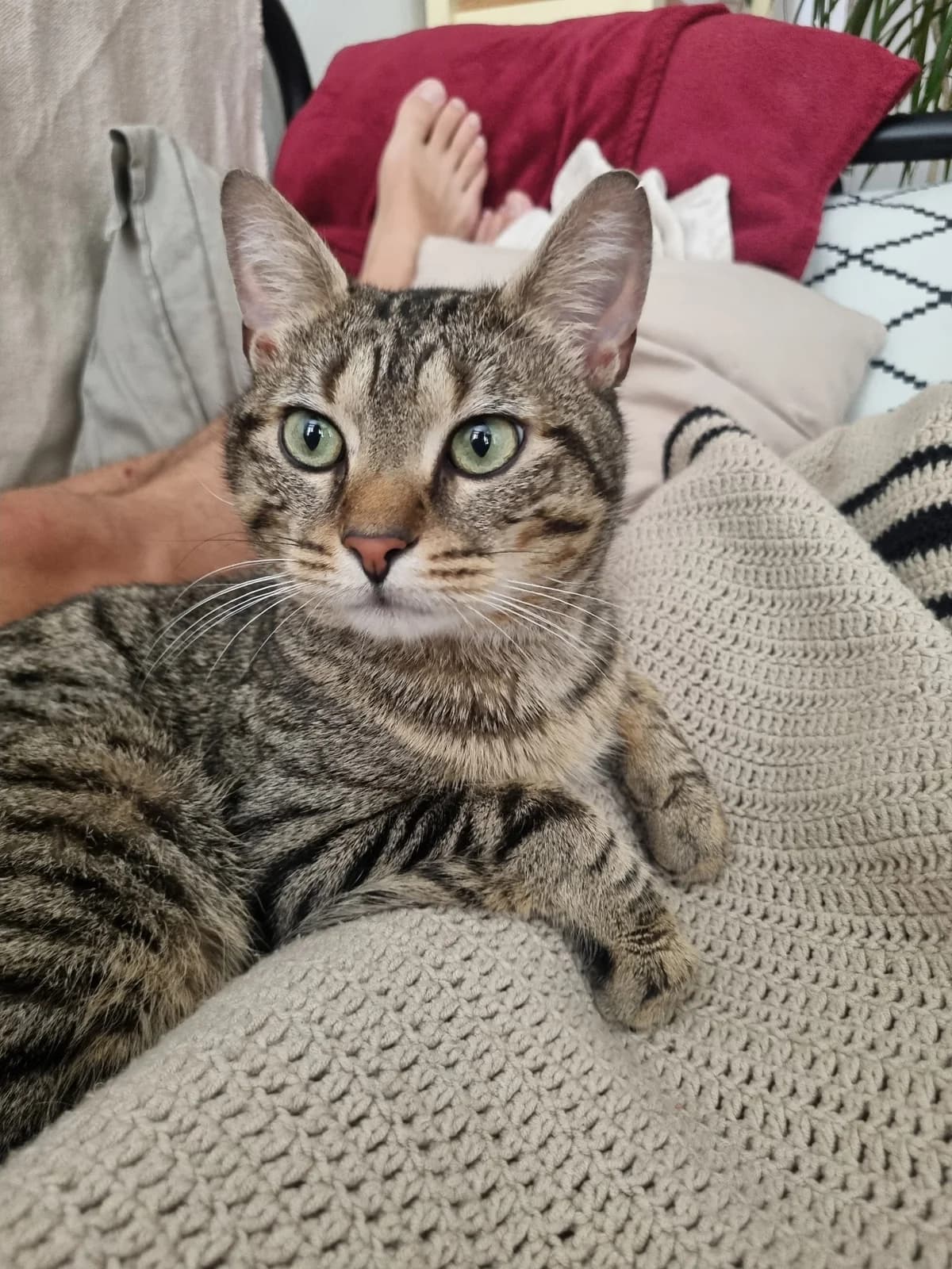 THEO, male Mixed Breed for adoption at Planning Chat 17