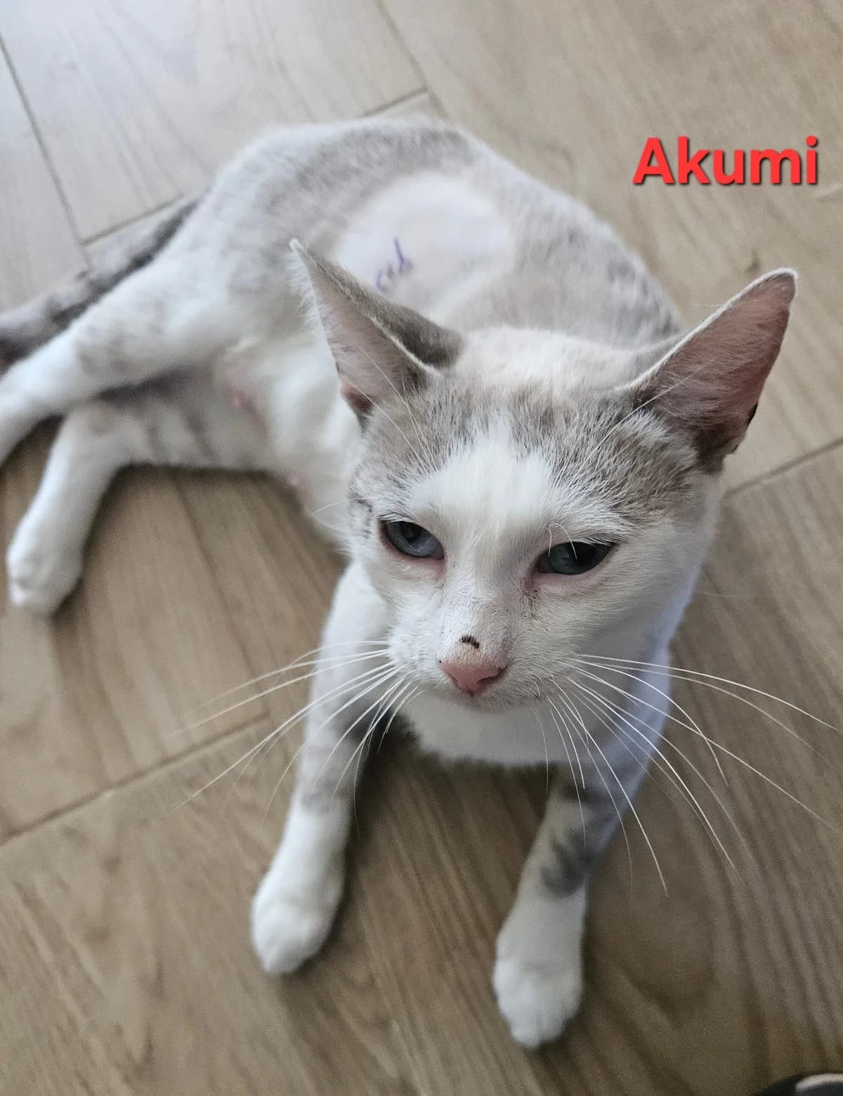 AKUMI, female Mixed Breed for adoption at Planning Chat 17