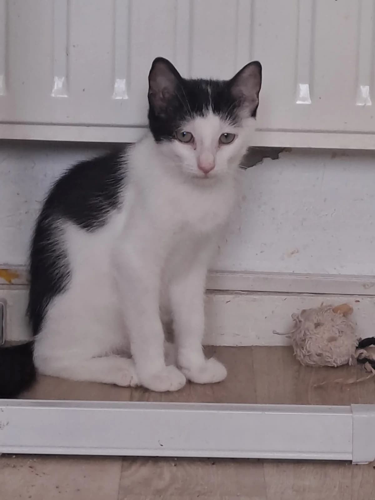 BILLY, male Mixed Breed for adoption at Planning Chat 17