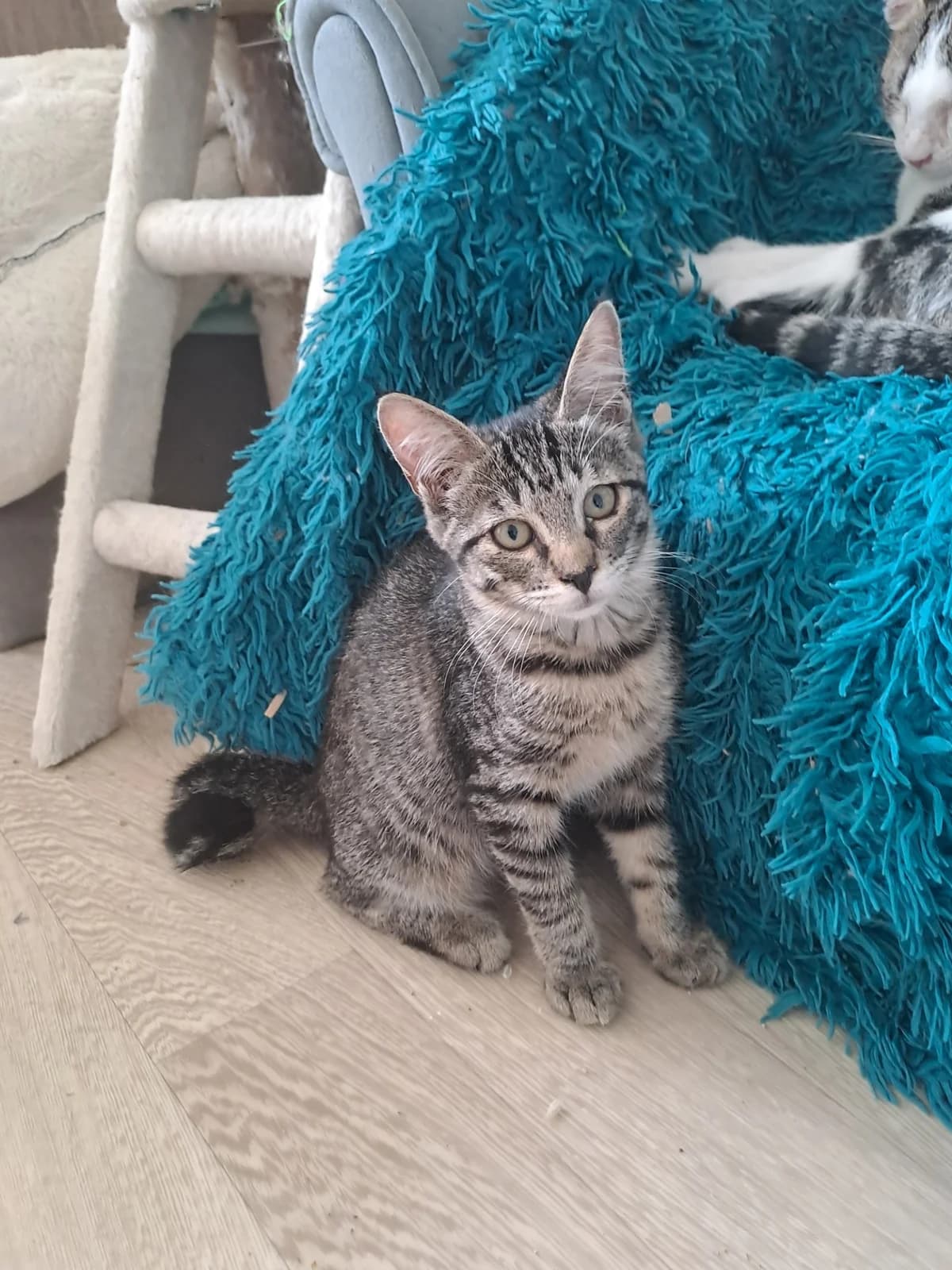 POPPY, female Mixed Breed for adoption at Planning Chat 17