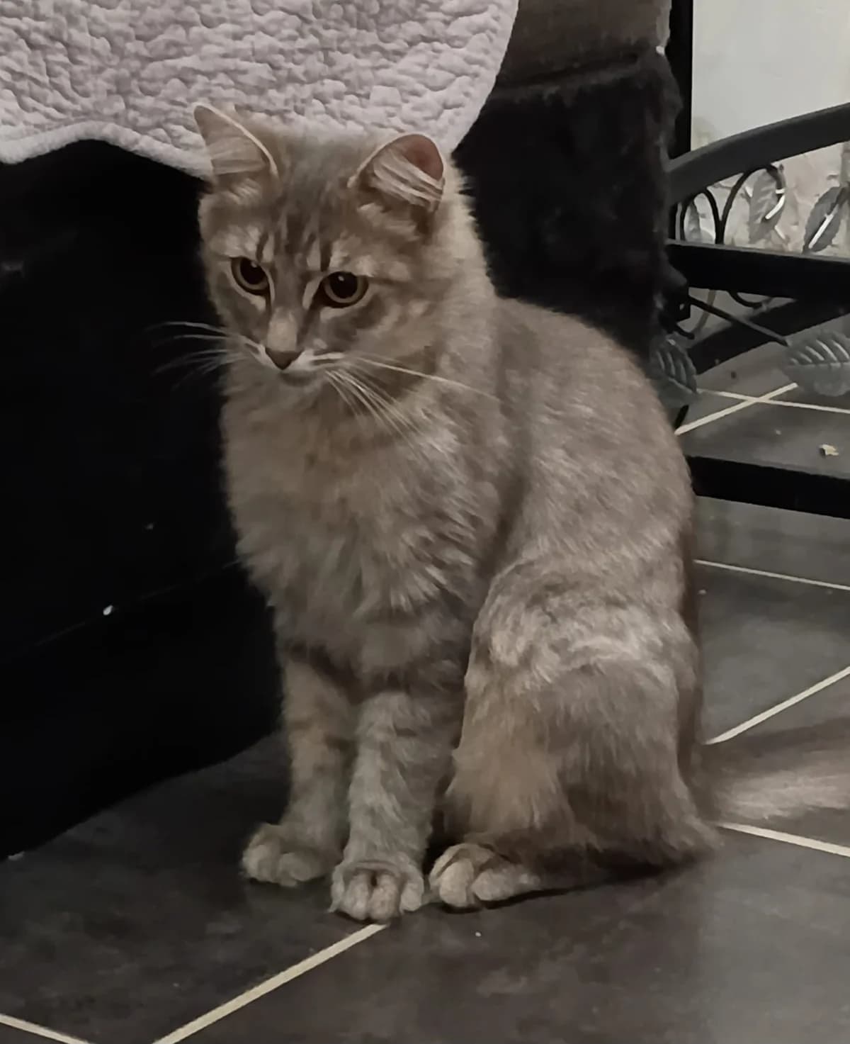 BISCOTTE, female Mixed Breed for adoption at Planning Chat 17