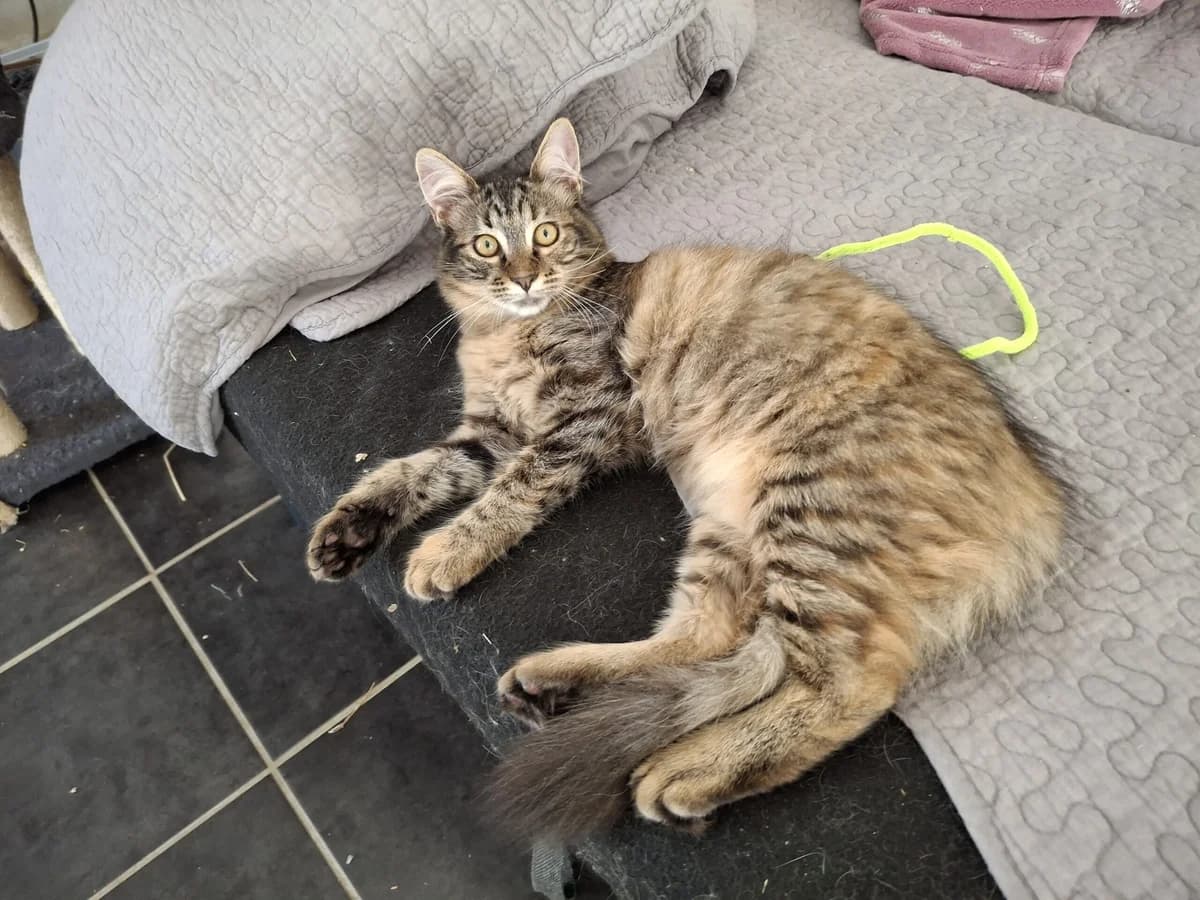 SIMBI, female Mixed Breed for adoption at Planning Chat 17