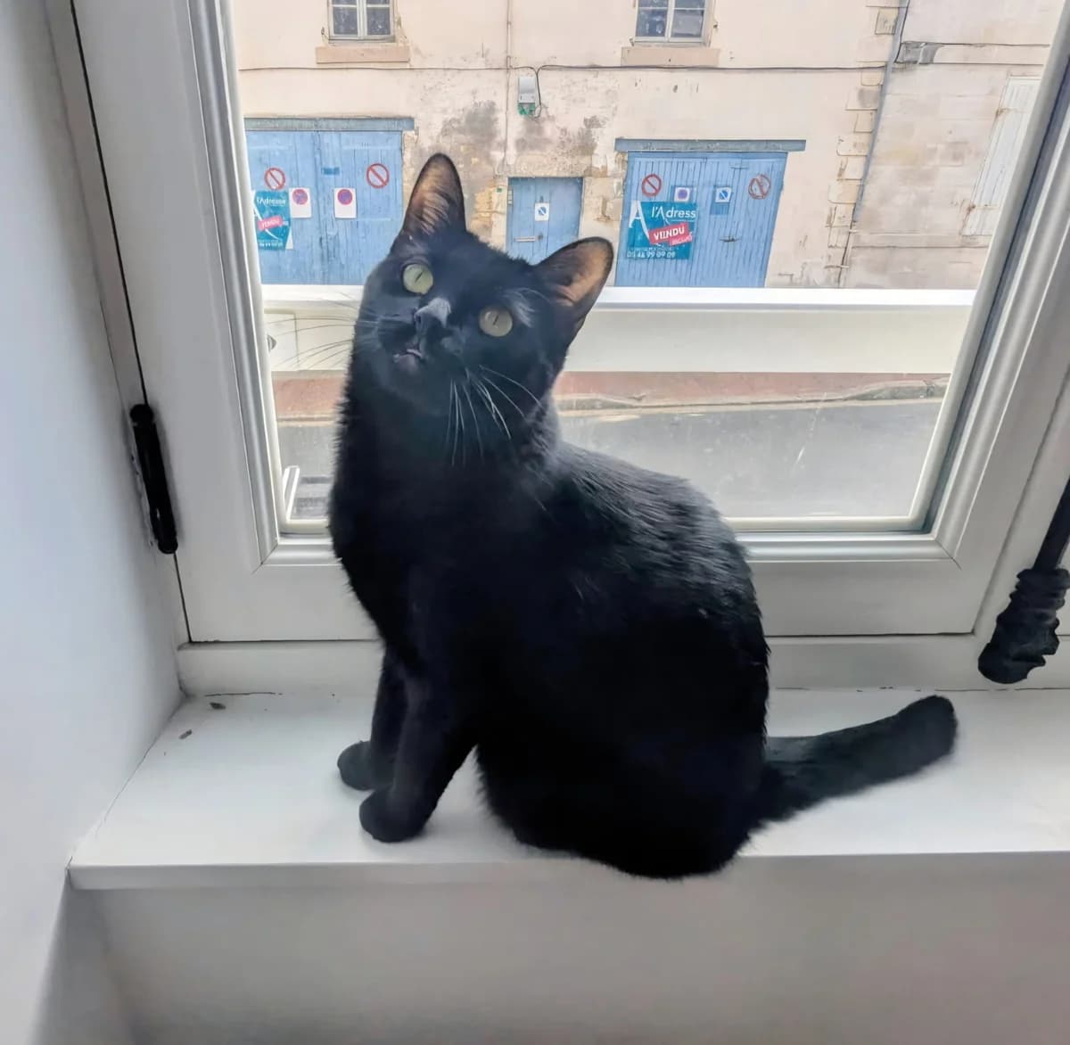 TITE MIMI, female Mixed Breed for adoption at Planning Chat 17