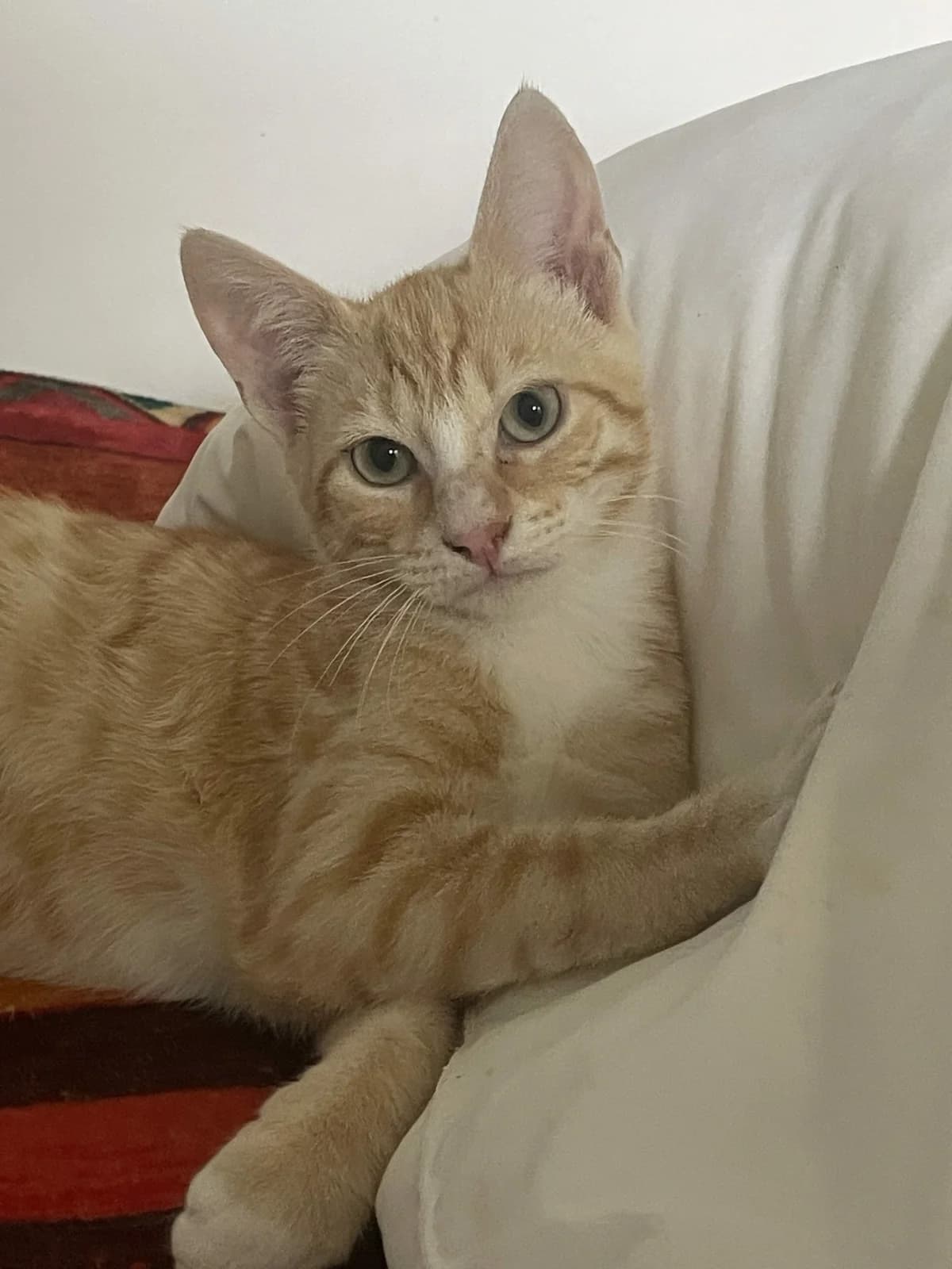 BERLIN, male Mixed Breed for adoption at Planning Chat 17