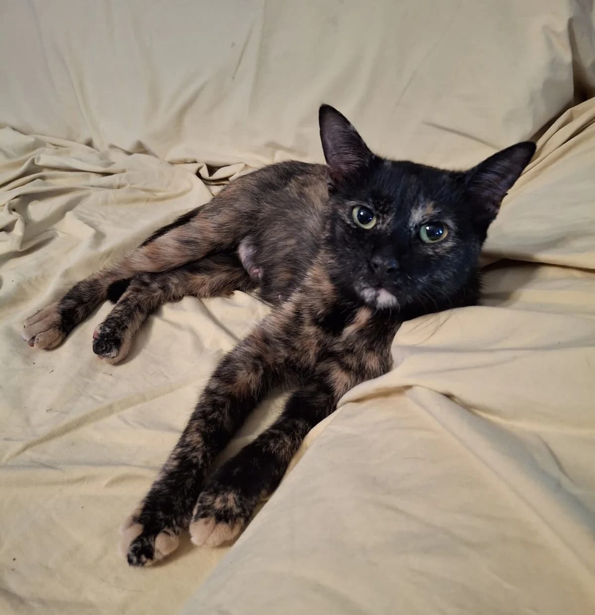 MIMI de Clavette, female Mixed Breed for adoption at Planning Chat 17