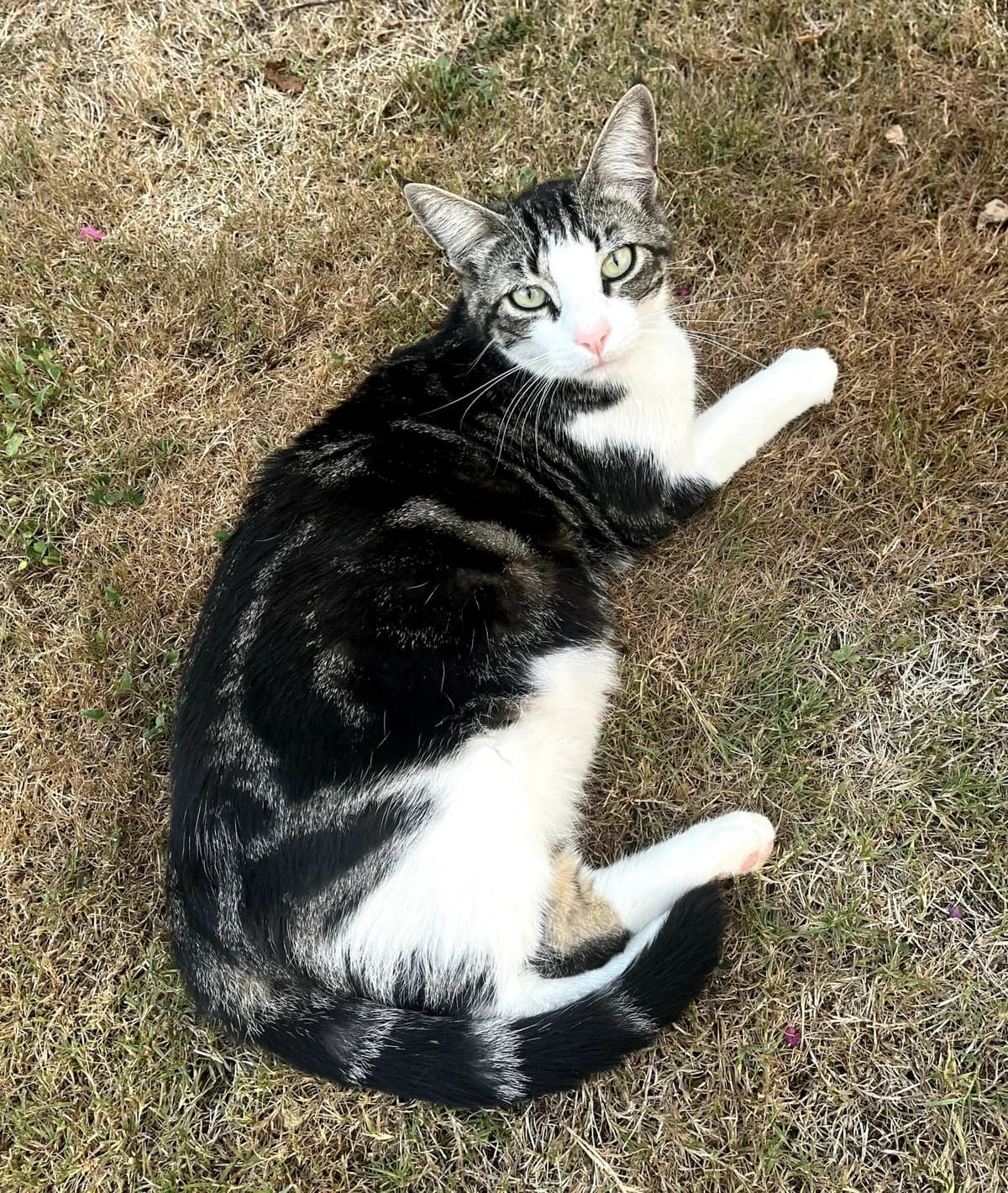 SALTO, male Mixed Breed for adoption at Planning Chat 17