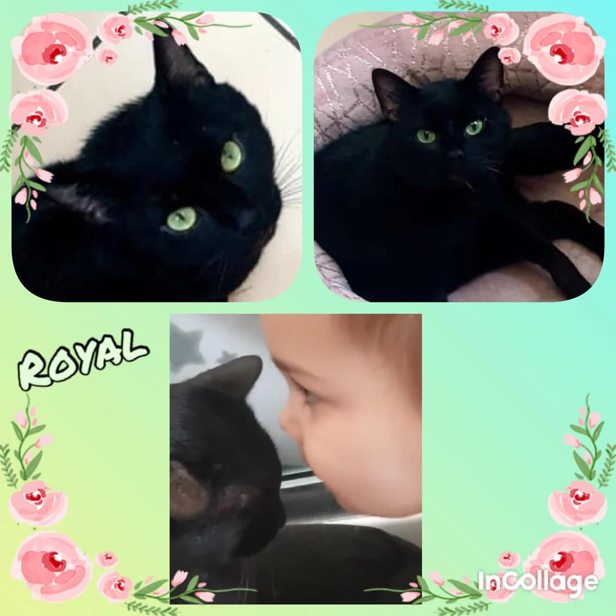 Royal, 4yo Mixed Breed for adoption at Des Poils Et Des Plumes