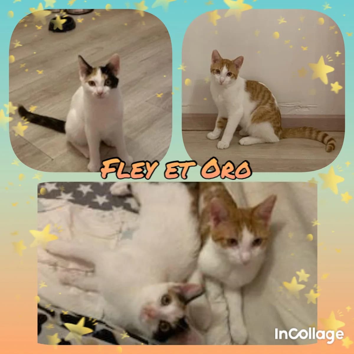 Fley et Oro, puppy Mixed Breed for adoption at Des Poils Et Des Plumes