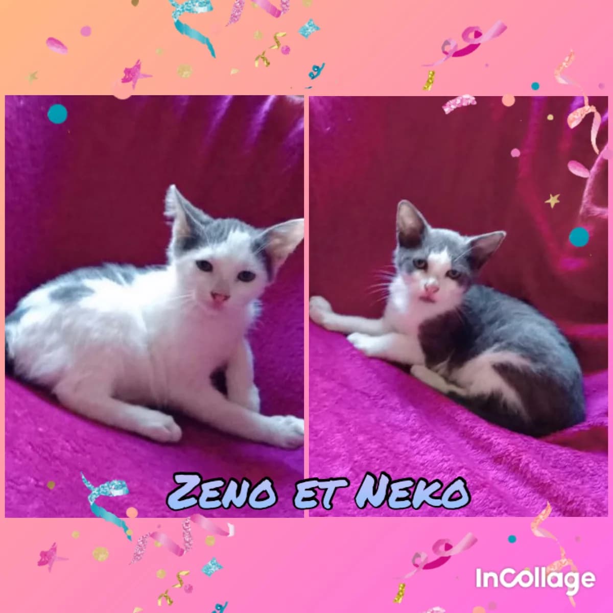 Zeno et Neko, puppy Mixed Breed for adoption at Des Poils Et Des Plumes