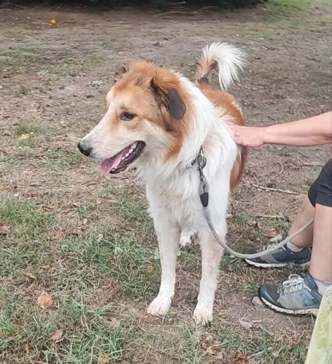 275528b7-ad33-44e5-89b6-f16c1799a3cc, male Mixed Breed for adoption at Refuge Les Potes à Pouf