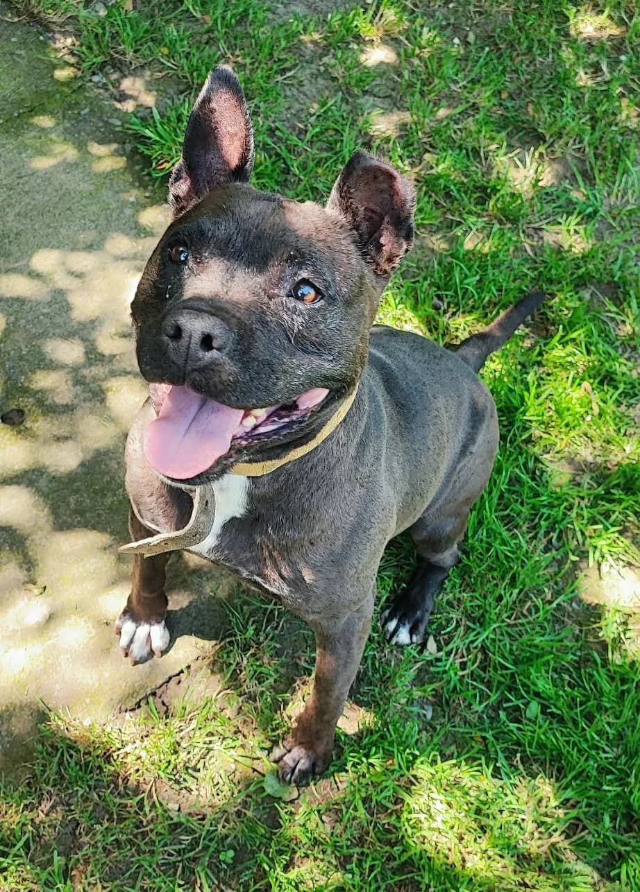 52f320bc-001c-4974-97f6-b49931cce56c, female Mixed Breed for adoption at Refuge Les Potes à Pouf