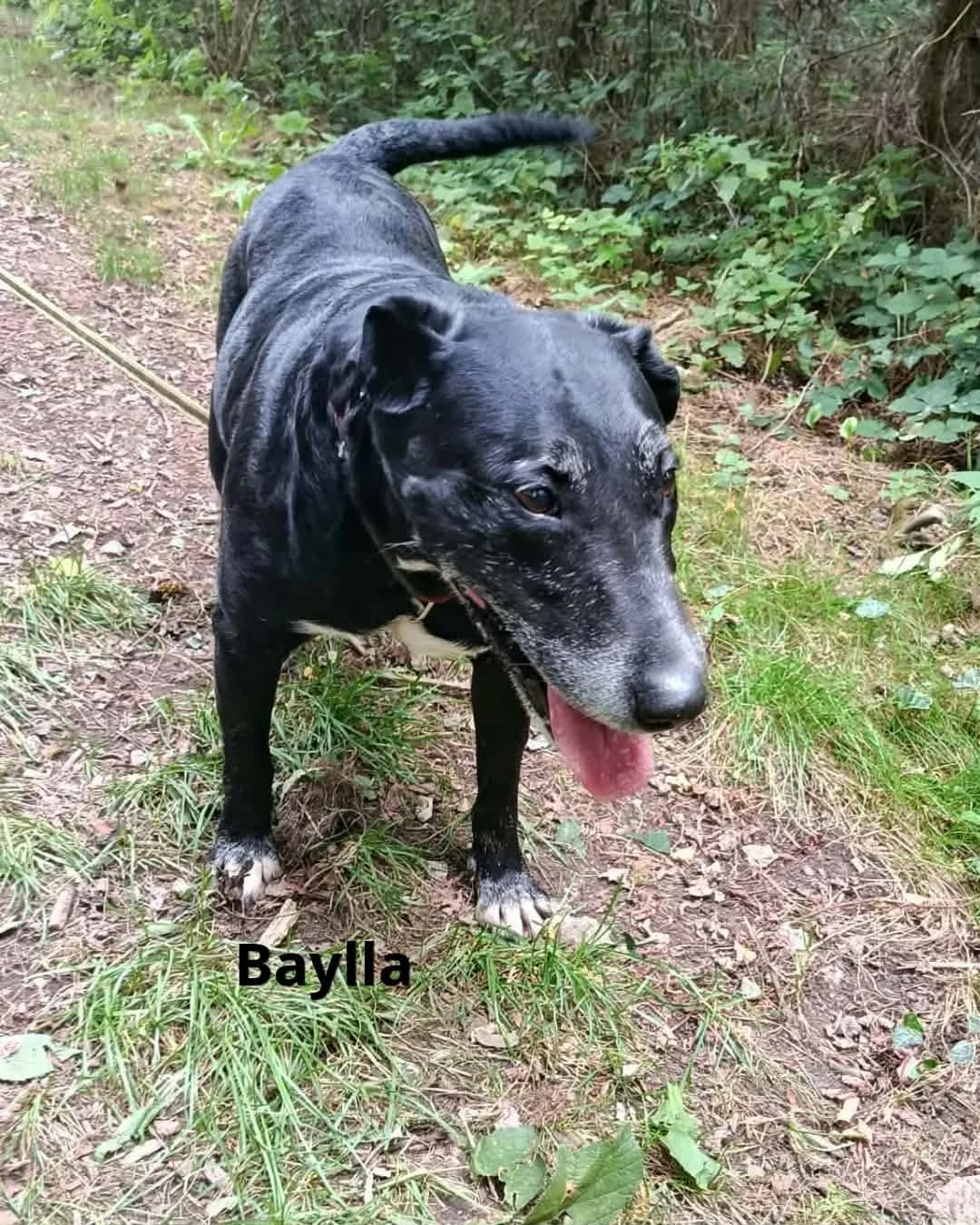 d071aed8-9f74-47f1-8f6c-5081b866fd10, female Mixed Breed for adoption at Refuge Les Potes à Pouf
