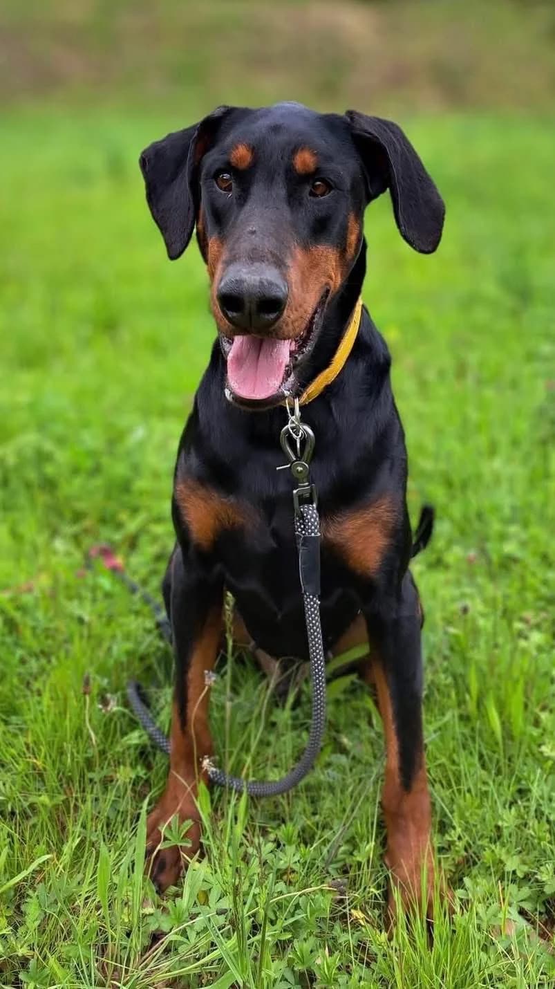 Clyde, male senior Doberman for adoption at Protection Associative de Dobermann, protection associative de dobermann
