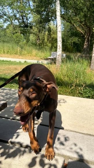 Conditions, marron et feu (queue et oreilles naturel female Doberman for adoption at Protection Associative de Dobermann, protection associative de dobermann