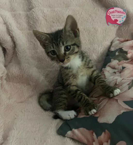 BABYBEL, puppy Mixed Breed for adoption at Assoquatpattes47, quat pattes 47