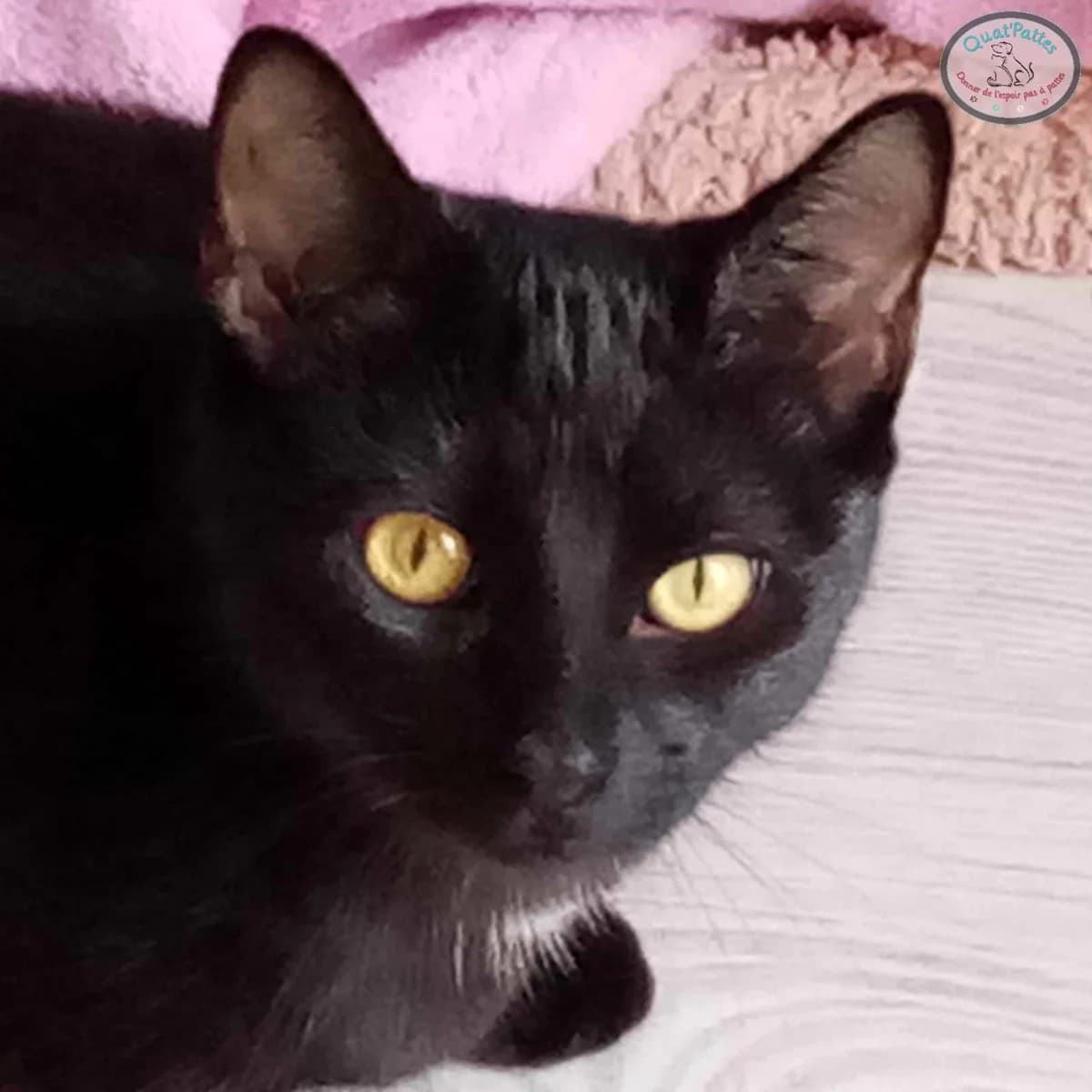 BAGHEERA, 3yo Mixed Breed for adoption at Assoquatpattes47, quat pattes 47