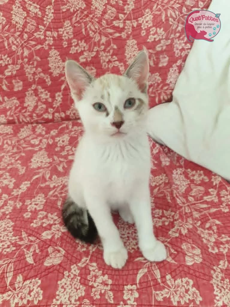 BERLINGO, puppy Mixed Breed for adoption at Assoquatpattes47, quat pattes 47